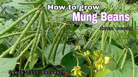 Growing Mung Beans .